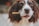 A brown and white dog with long ears holds a treat in its mouth, looking intently forward. The dog's fur is well-groomed, and its eyes appear curious and engaged.