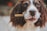 A brown and white dog with long ears holds a treat in its mouth, looking intently forward. The dog's fur is well-groomed, and its eyes appear curious and engaged.