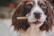 A brown and white dog with long ears holds a treat in its mouth, looking intently forward. The dog's fur is well-groomed, and its eyes appear curious and engaged.