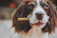 A joyful golden retriever eagerly holding a chicken jerky treat in its mouth.
