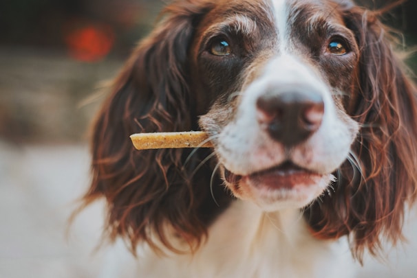 Close-up of a happy dog sitting obediently next to its owner holding a treat