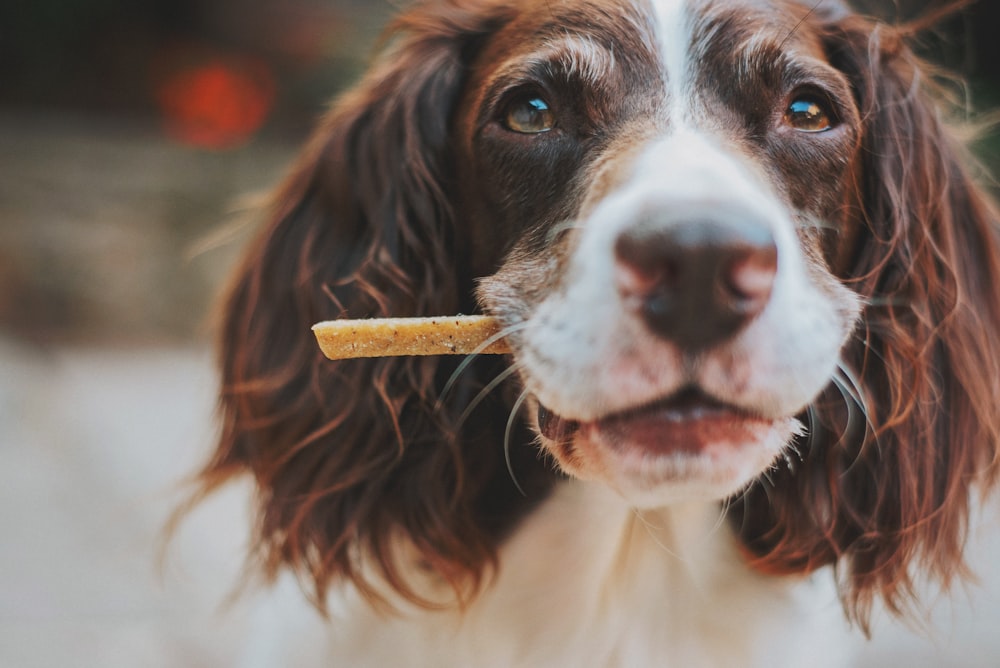 cão de pelagem curta marrom e branco mordendo pau de madeira marrom