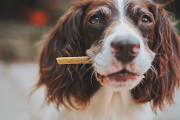A brown and white dog with long ears holds a treat in its mouth, looking intently forward. The dog's fur is well-groomed, and its eyes appear curious and engaged.