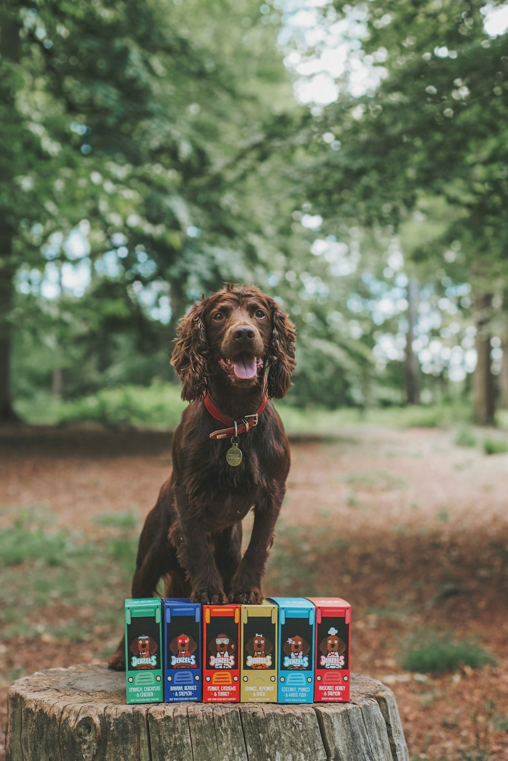 brown short coated dog on blue and red plastic toy