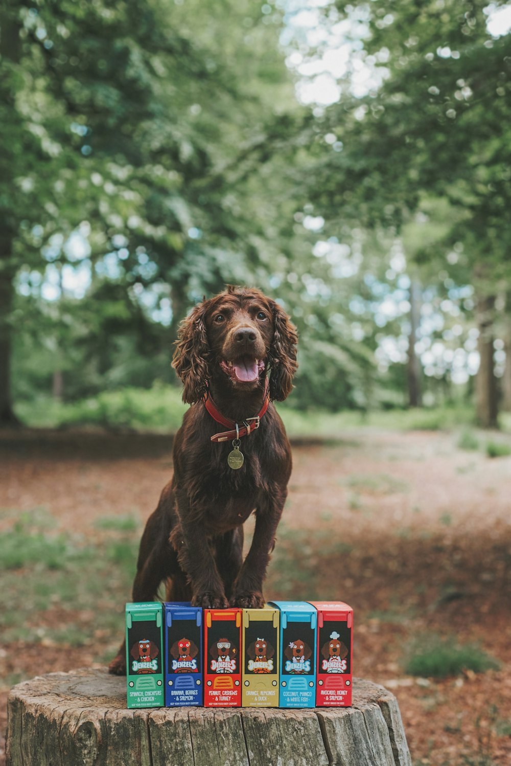 chien brun à poil court sur jouet en plastique bleu et rouge