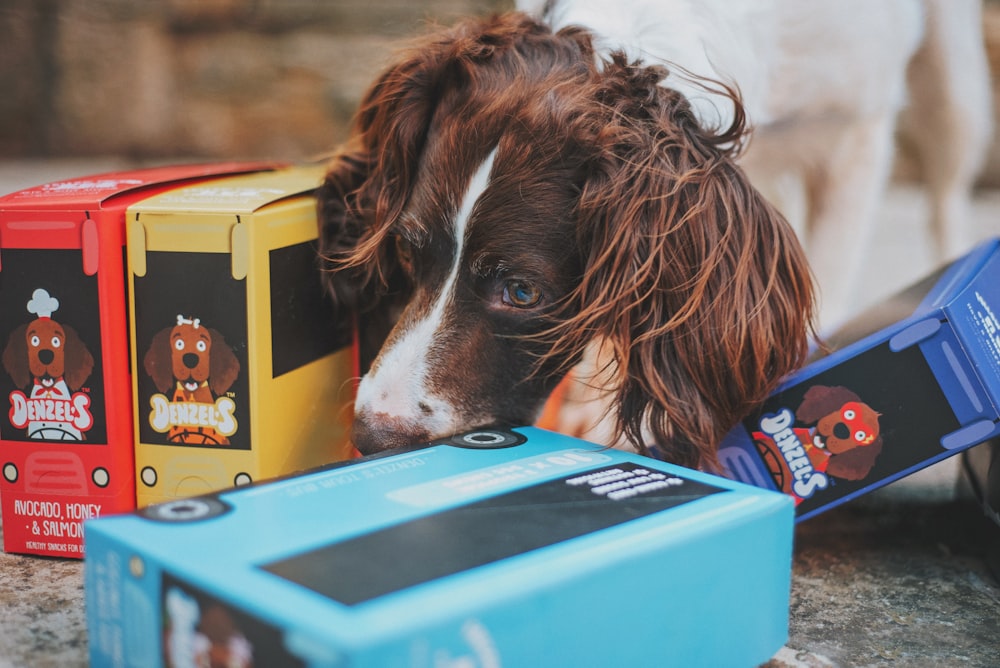 brown and white short coated dog on blue and yellow box