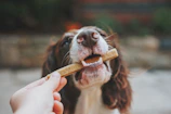 Persona sosteniendo un palo de madera marrón con un perro de pelo corto blanco y negro