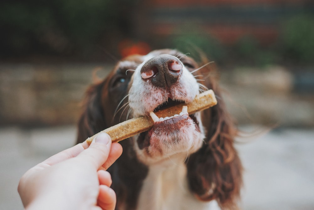 person holding brown wooden stick with white and black short coated dog