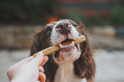 Hund får rakt en tørret tyggepind af sin ejer