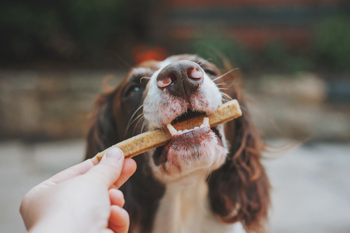 Éducateur canin en séance de travail avec un chien