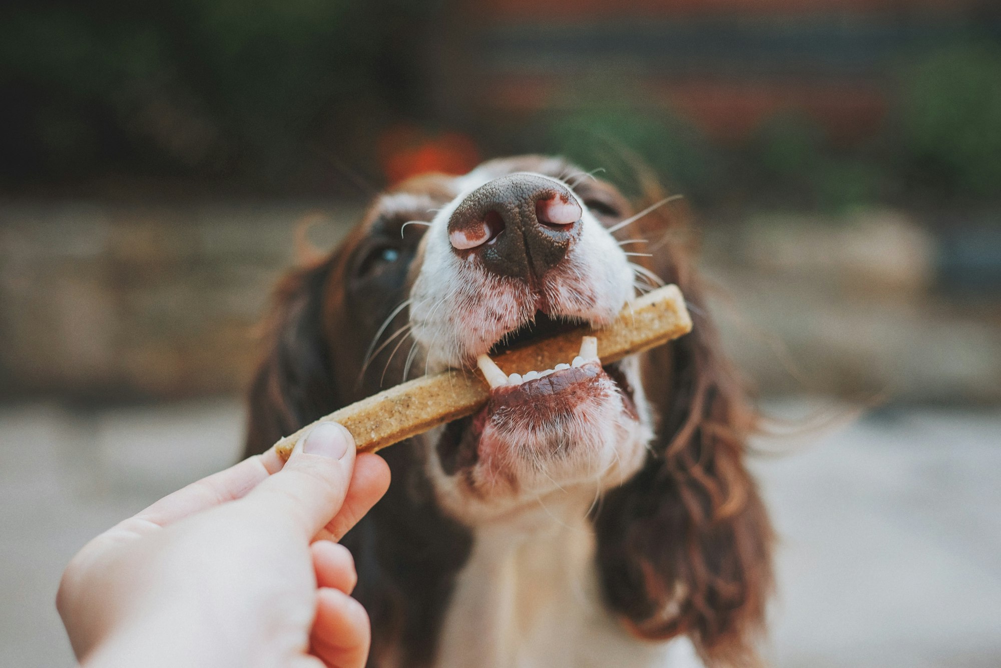 Your Guide to Finding Top-Quality Dog Treats