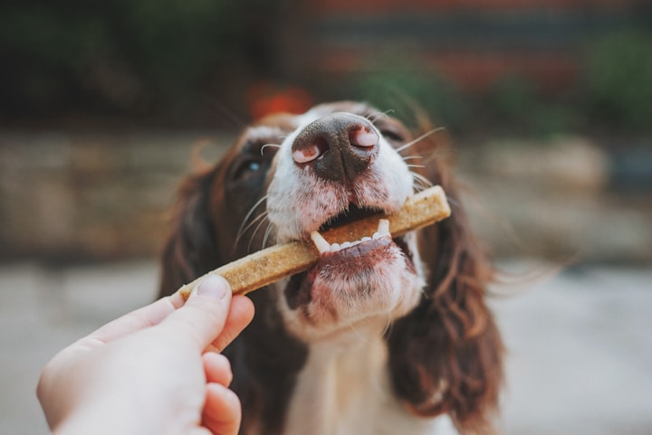 healthy dog foods