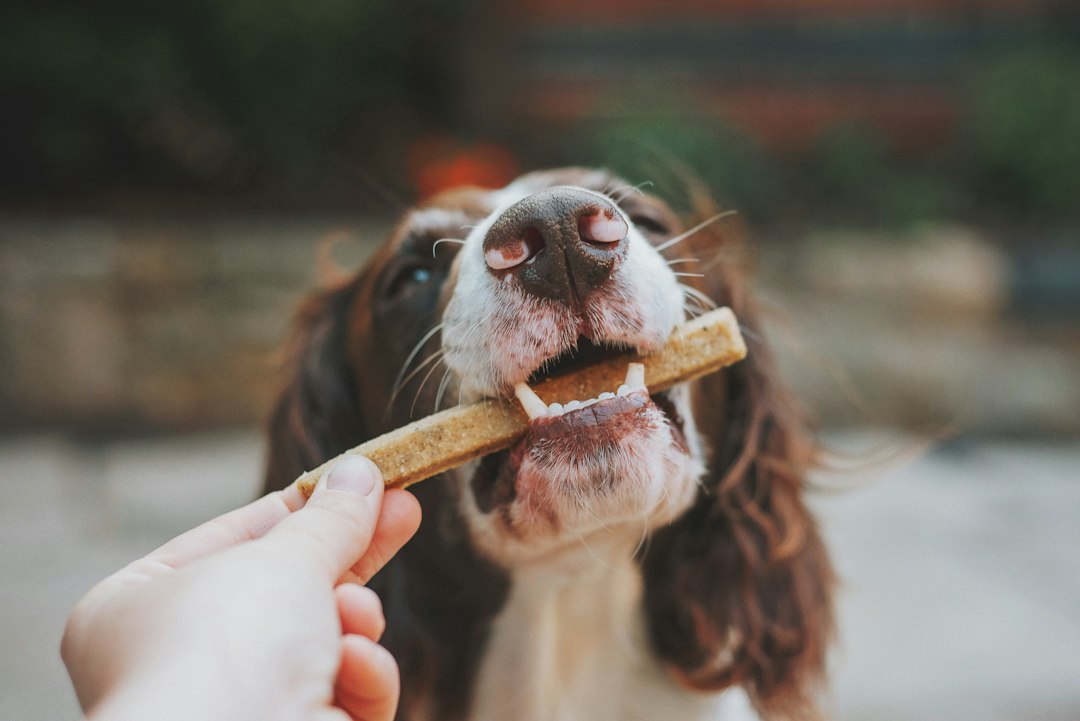 Chien souriant montrant des dents saines grâce à la mastication
