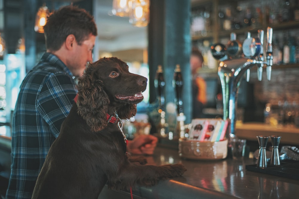 brown short coated dog on brown wooden table