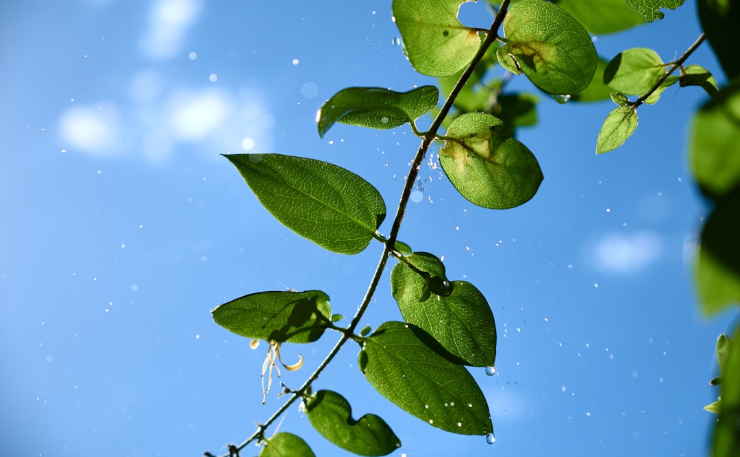 green leaves with water droplets