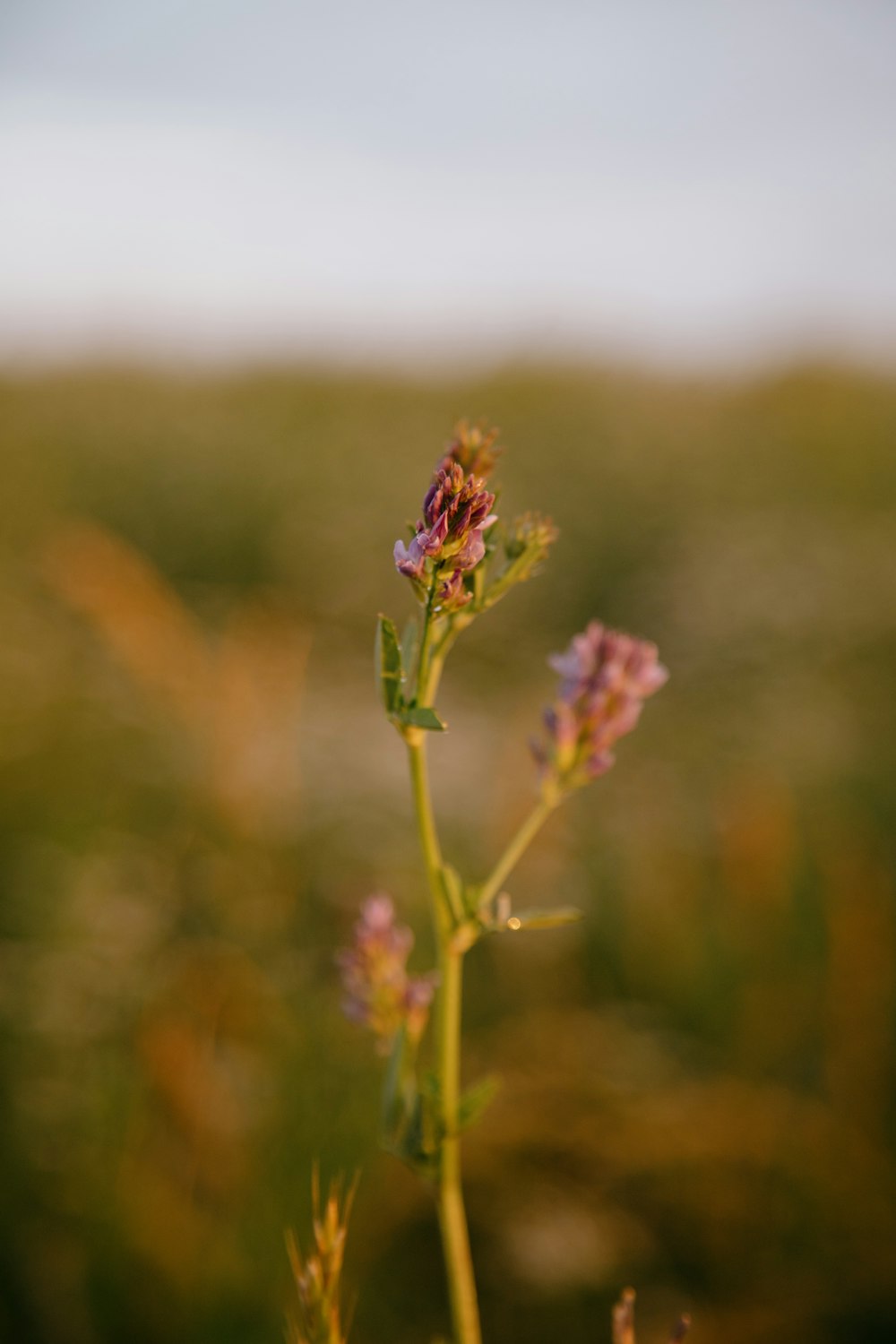 purple flower in tilt shift lens