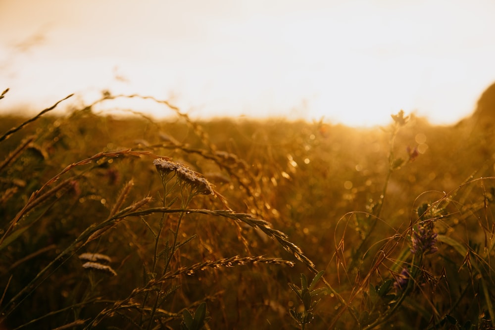 brown grass in tilt shift lens