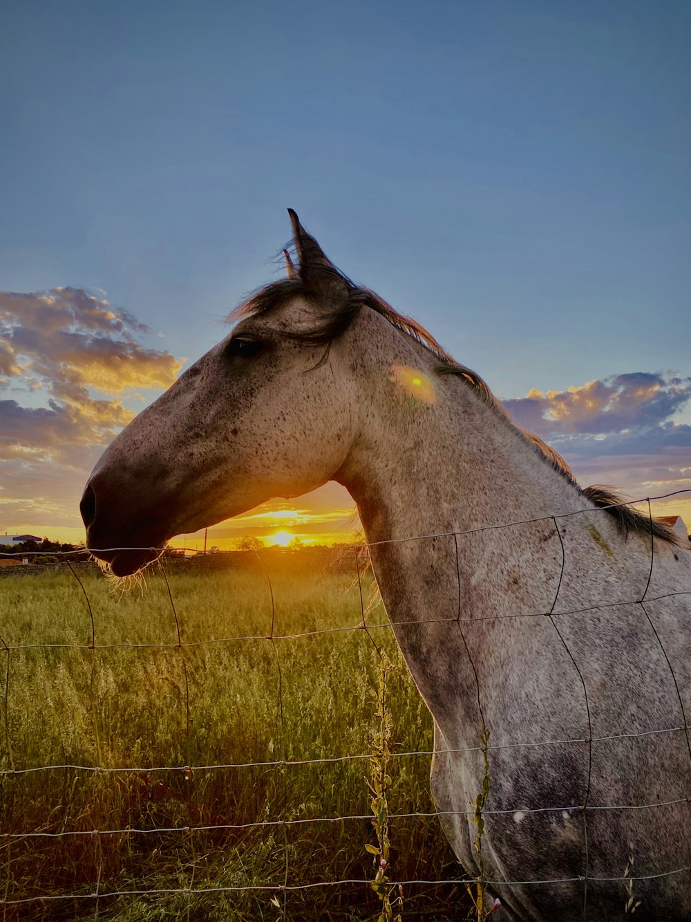 grey horse on green grass field during daytime