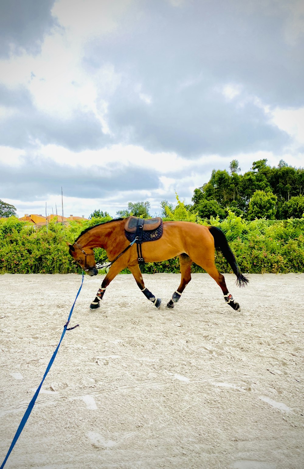 brown horse running on white sand during daytime