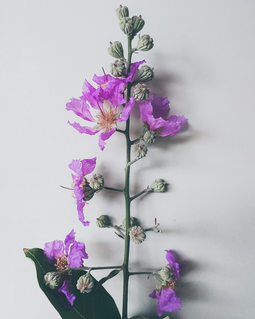 purple and white flower in close up photography