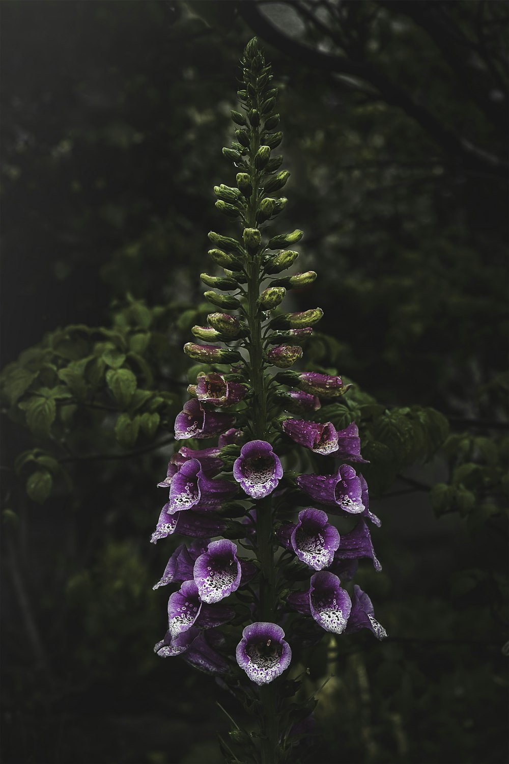 Foto fotografía de enfoque selectivo de flor morada – Imagen Planta gratis  en Unsplash