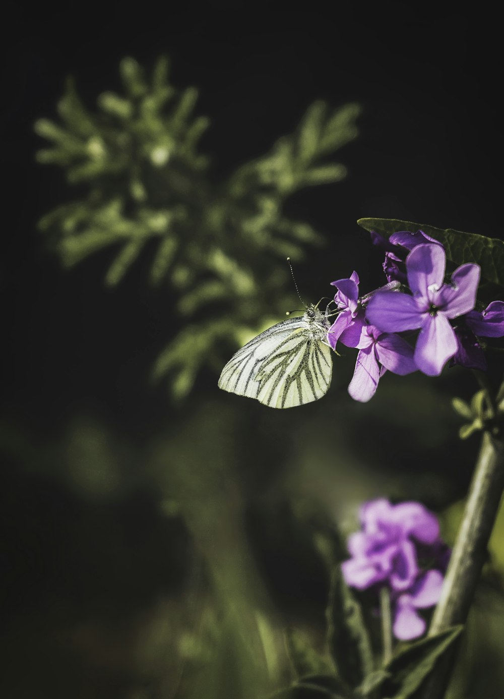 white and purple butterfly perched on purple flower