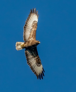 A buzzard flying