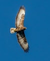 Hawks Fly Higher For Longer Than Doves