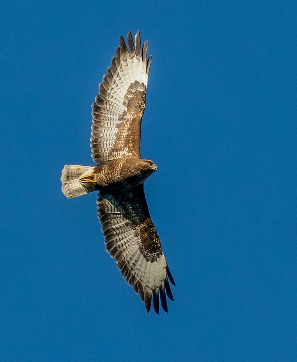 Uccello marrone e bianco che vola sotto il cielo blu durante il giorno