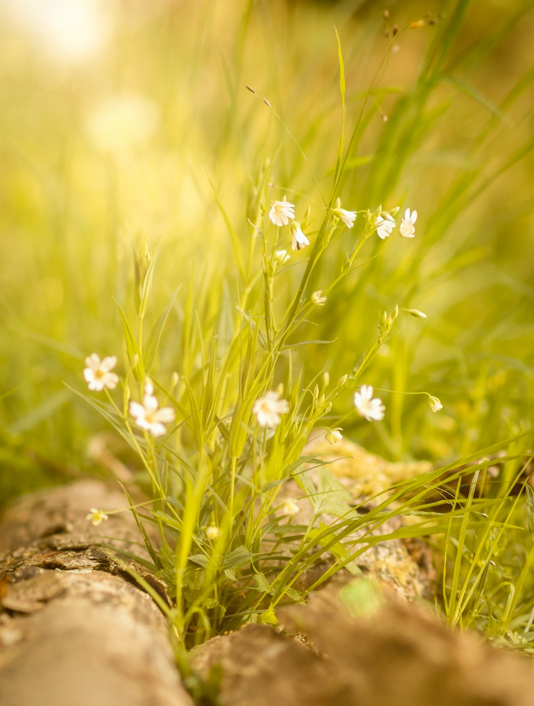 white flowers on brown rock