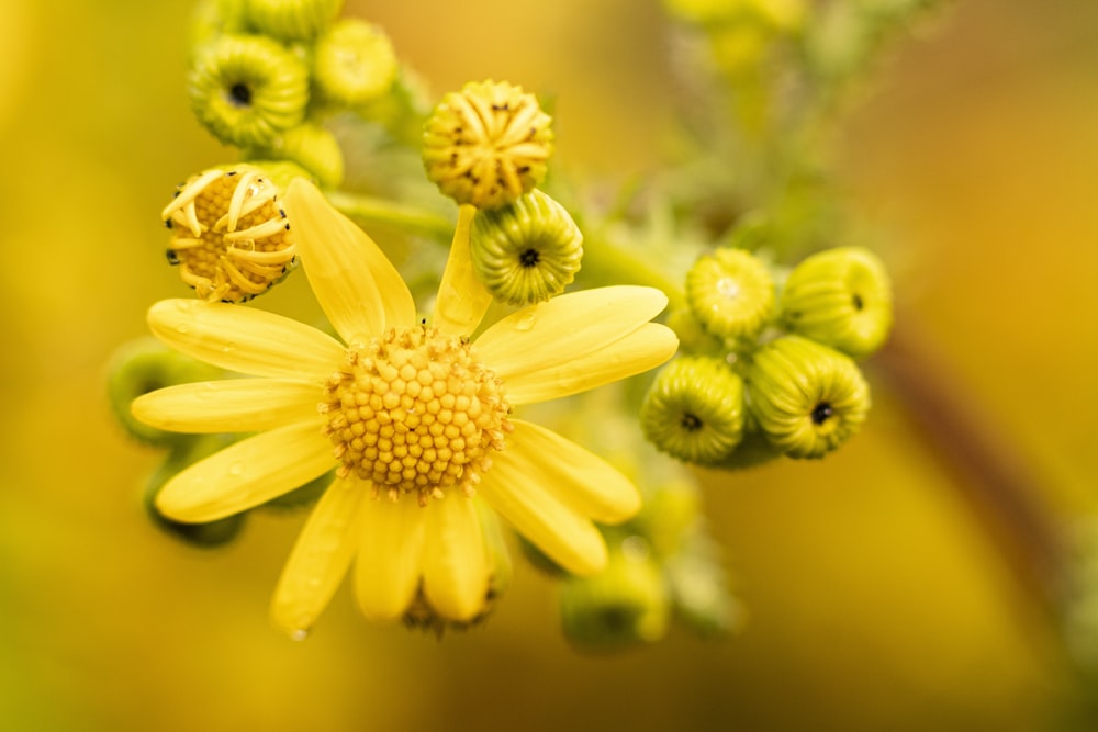 yellow flower in macro lens