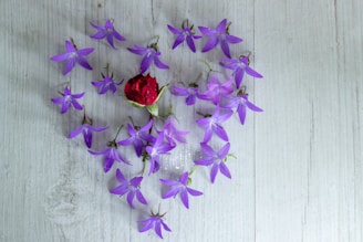 A red rosebud is surrounded by several purple star-shaped flowers arranged in a heart shape on a light wooden surface.