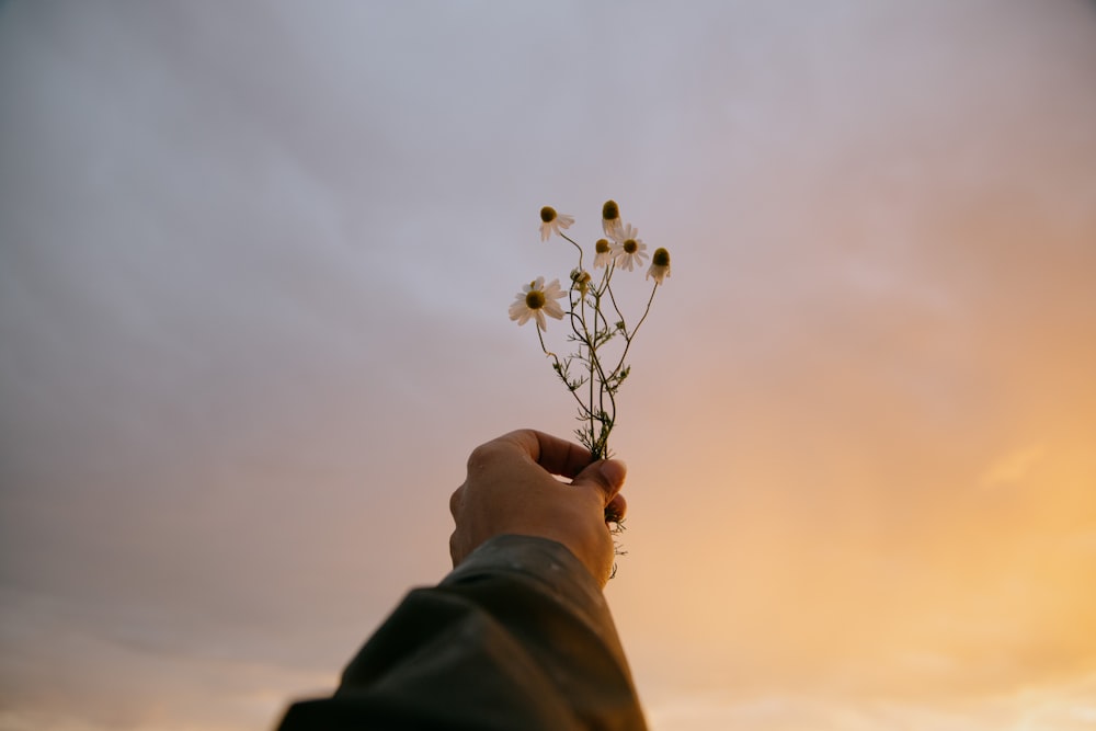 person holding white flower during daytime