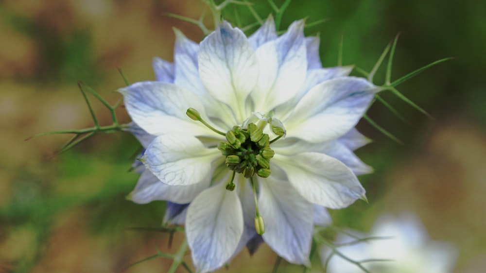 white and purple flower in close up photography