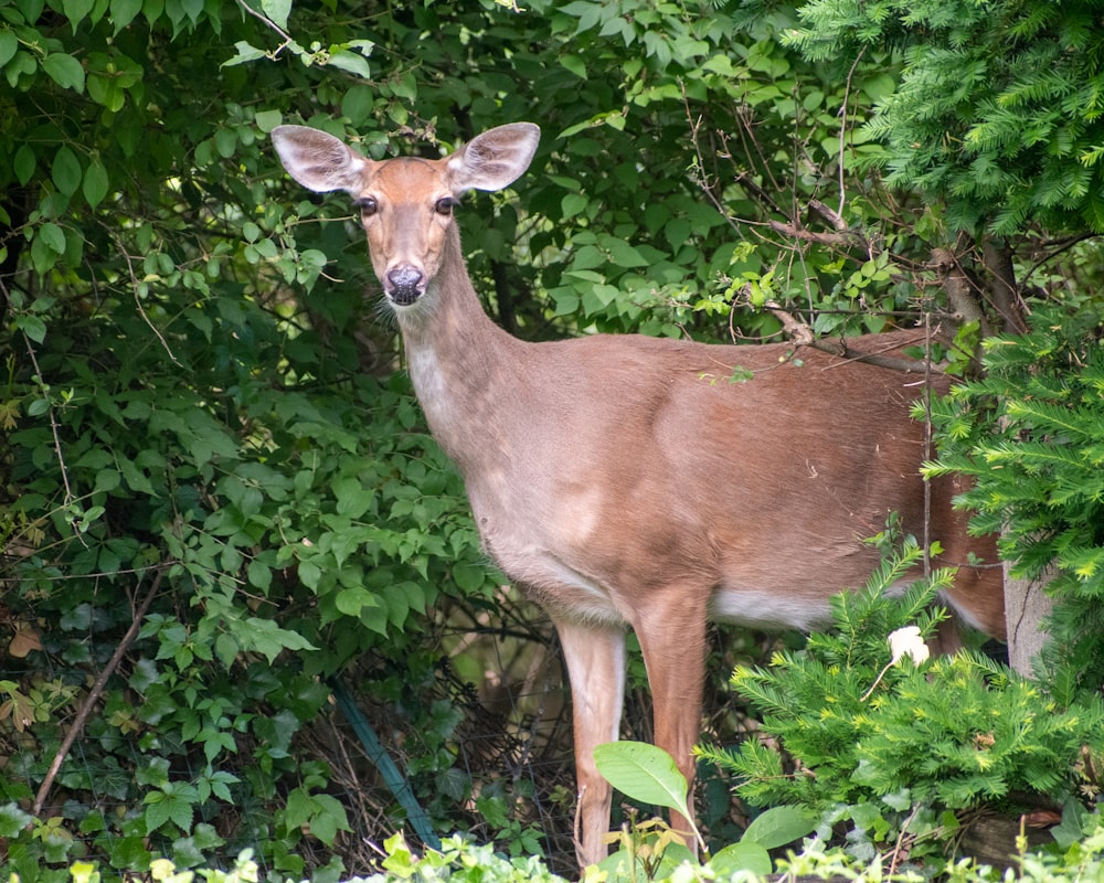 brown deer on green grass during daytime