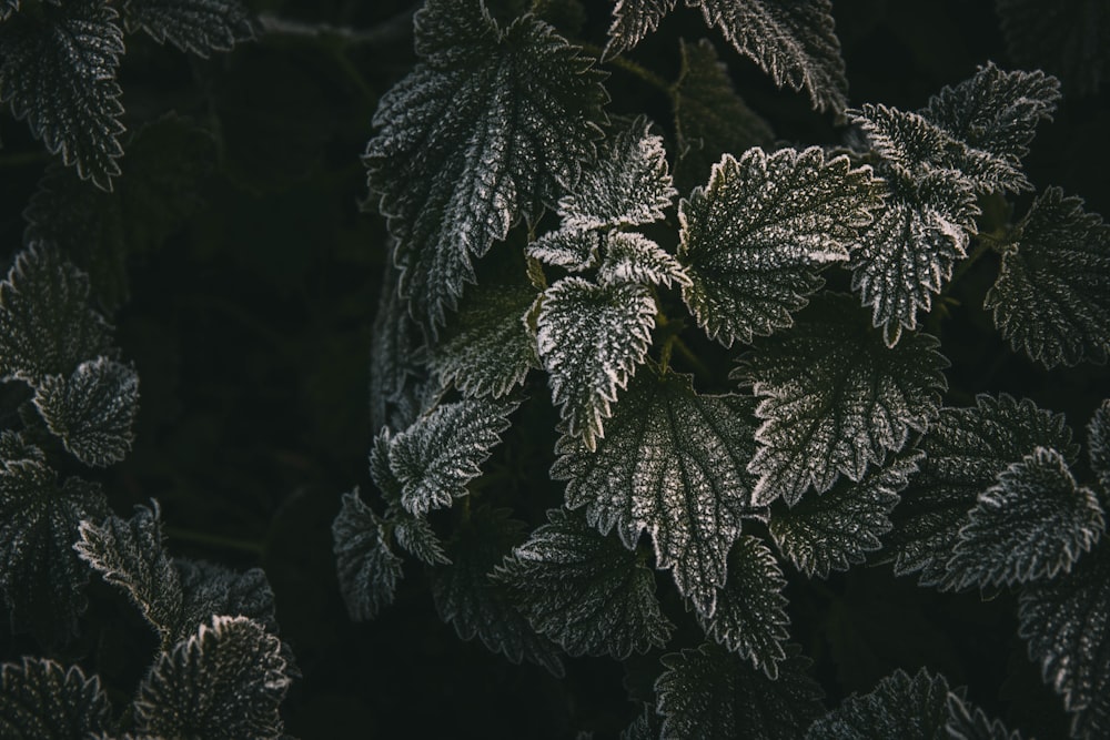 green leaf plant during daytime