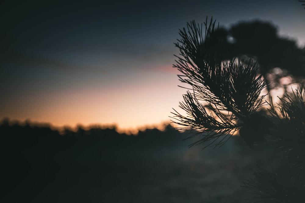 silhouette of plant during sunset