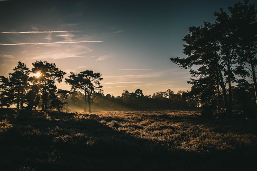 silhouette of trees during sunset