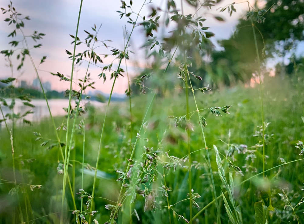 green grass field during daytime