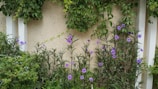 Purple flowers growing along a beige wall with white vertical panels. Green leafy plants and foliage surround the flowers, creating a lush garden scene.