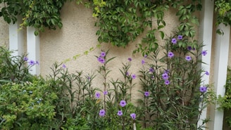 Purple flowers growing along a beige wall with white vertical panels. Green leafy plants and foliage surround the flowers, creating a lush garden scene.