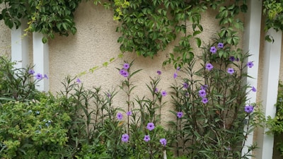 Purple flowers growing along a beige wall with white vertical panels. Green leafy plants and foliage surround the flowers, creating a lush garden scene.