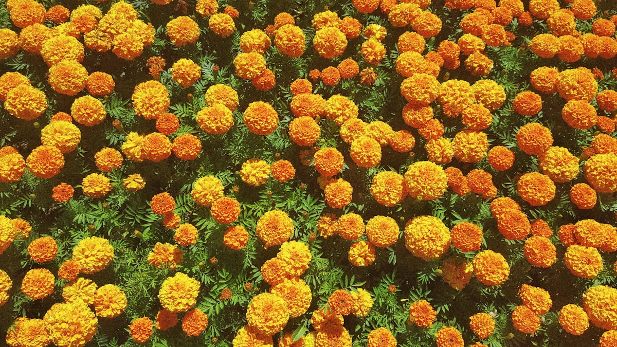 Climate change takes its toll on marigold blossoms