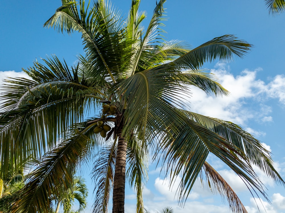 green palm tree under blue sky during daytime