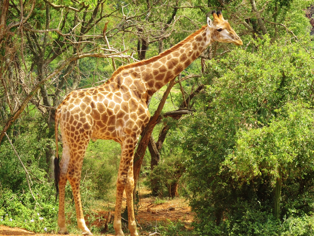 brown giraffe standing near green tree during daytime