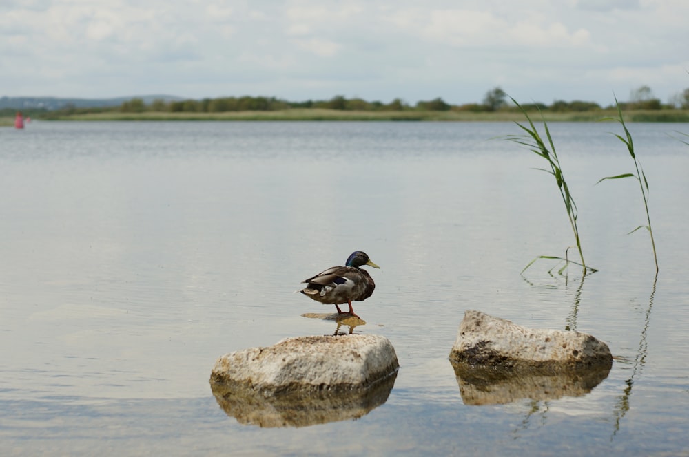 black duck on gray rock near body of water during daytime