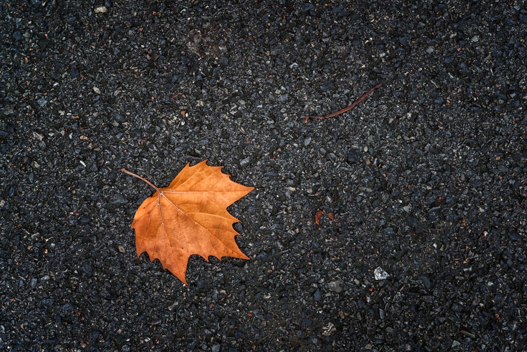 brown maple leaf on black and gray marble surface