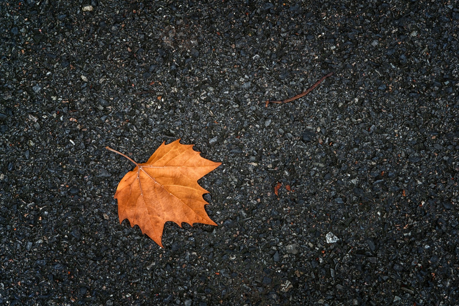 Nikon D610 + Nikon AF-S Nikkor 24-120mm F4G ED VR sample photo. Brown maple leaf on photography