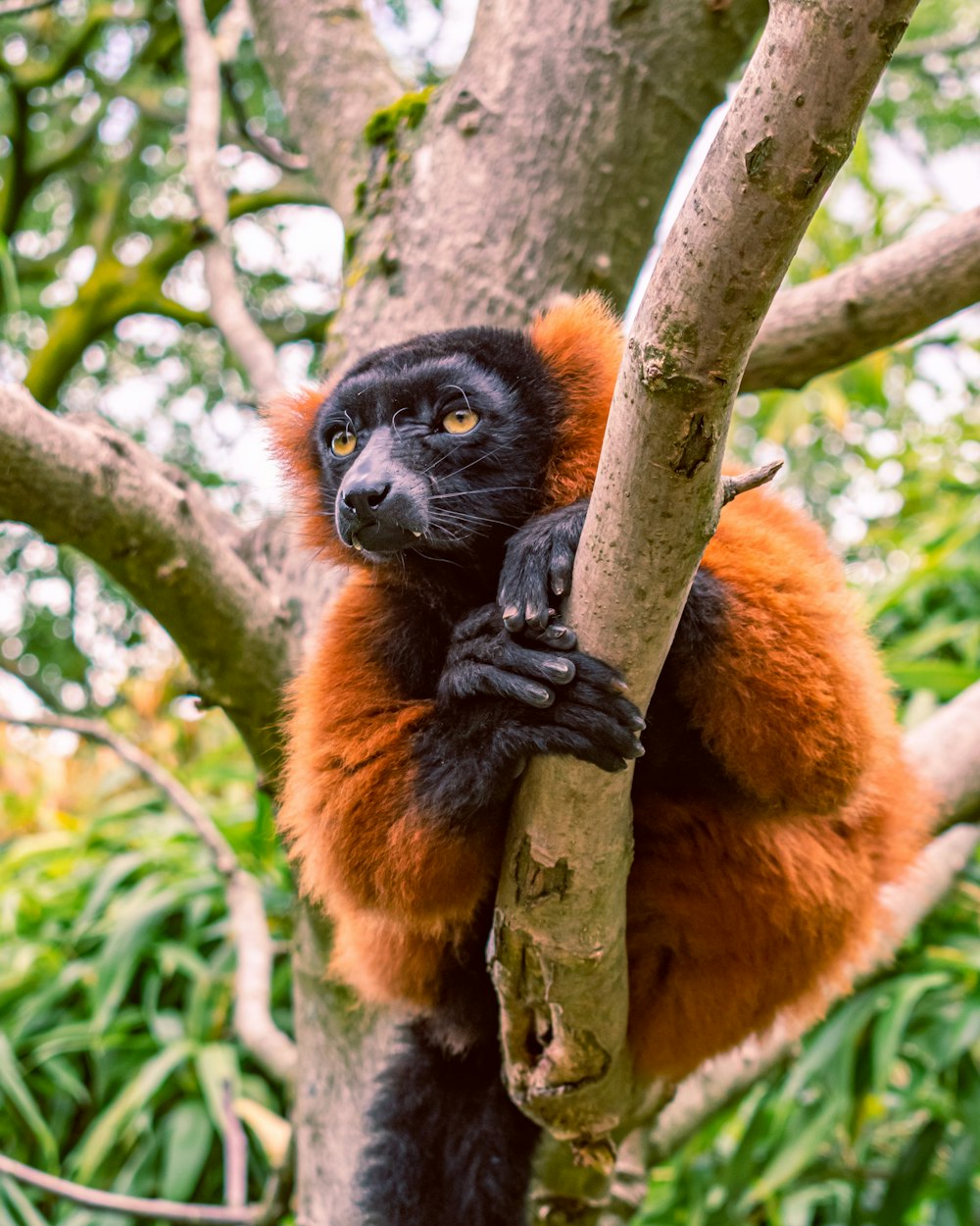 animal marrón y negro en la rama de un árbol durante el día