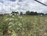 A wire fence surrounds a field filled with wildflowers and tall grass. The sky is partly cloudy, and a few trees are in the background along with a red car. A small structure or utility box is visible in the distance.